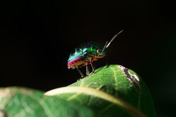 Green beetle on a leaf.