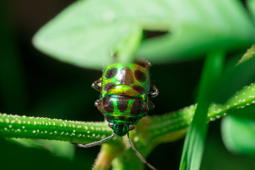 Green beetle on a leaf.