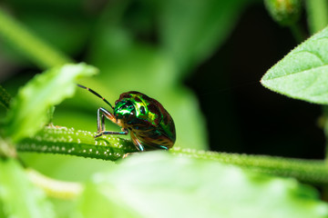 Green beetle on a leaf.