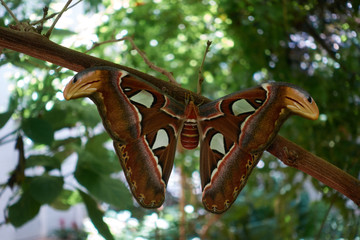 Fototapeta premium Giant Moth hanging from a tree branch, Fair Park, Dallas, TX