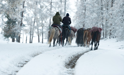 drive horses in the winter