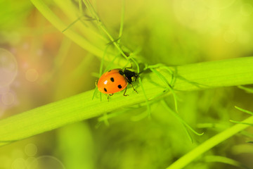 Ladybug beetle on a green grass, summer landscape, macro