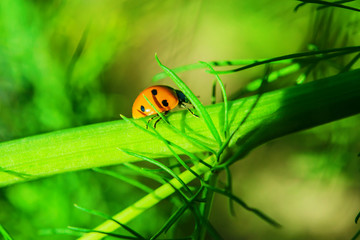 Ladybug beetle on a green grass, summer landscape, macro