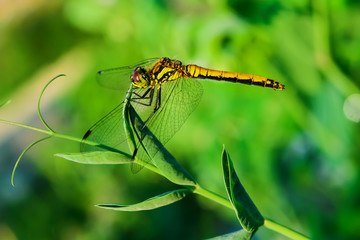 Insect dragonfly on green grass, summer landscape, macro