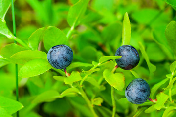 Ripe blueberries with leaves on the bush, closeup