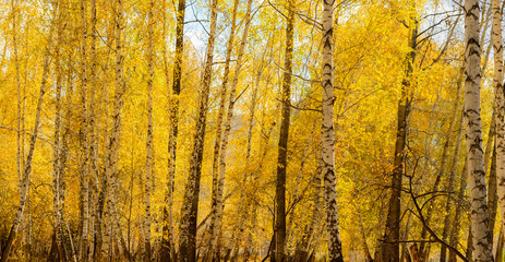 yellow leaves on the trees