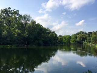 trees reflect on pond at central park