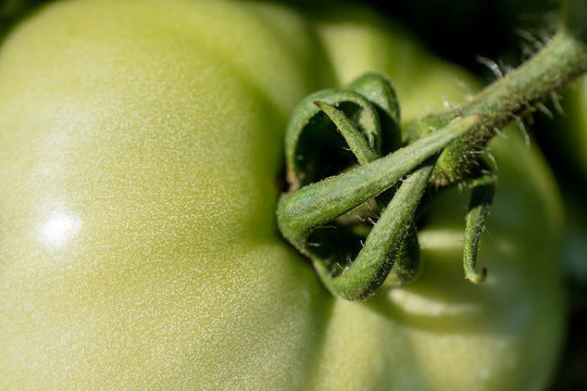 Un Tomate Verde.