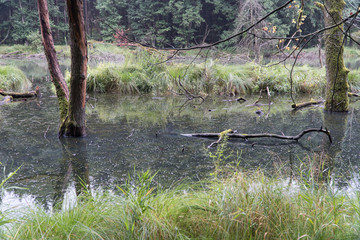 Wald in Bayern