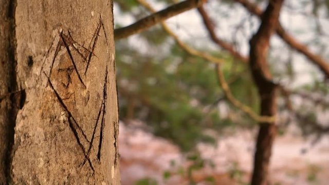 A heart carved into a tree trunk on the shore of a lake.