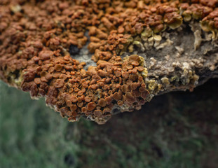 A macro shot of lichen on a rock from the New Mexico desert that are approximately 1mm diameter. For use as an abstract organic background or for teaching.
