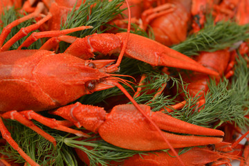 Boiled crayfish with dill. Seafood. Snack to beer.