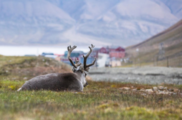 reindeer resting at night in front of Longyearbyen, Svalbard, Arctic © Lillian