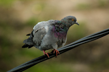 Pigeon on the line