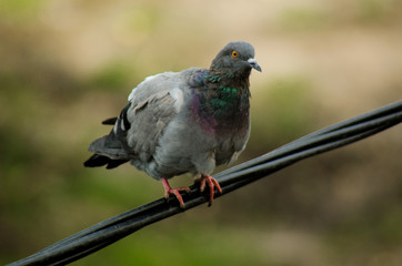 Pigeon on the line