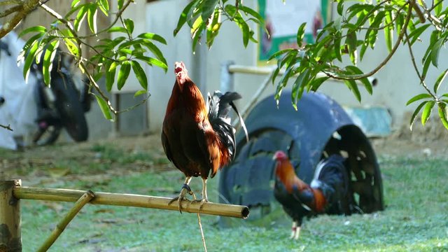 Rooster crowing at a cock fighting farm in the Philippines