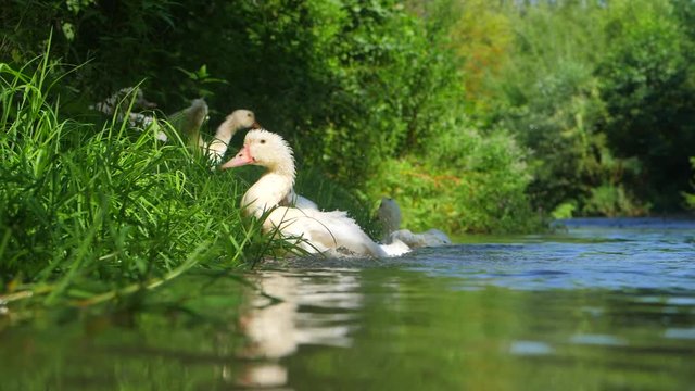 DOMESTIC DUCKS FLOATING ON THE RIVER. Beautiful ducks is spreading its wings to fly on the lake, Beautiful Scenery Duck Taking Off on a Natural Lake in Slow Motion Video Clip