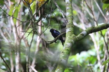 Sumatran drongo (Dicrurus sumatranus) in Tapan Road, Sumatra, Indonesia