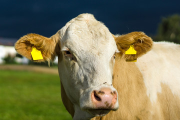 The head of a cow is close-up.