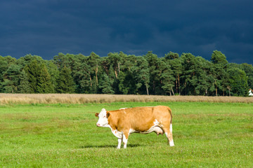 A cow in the pasture against a stormy sky.
