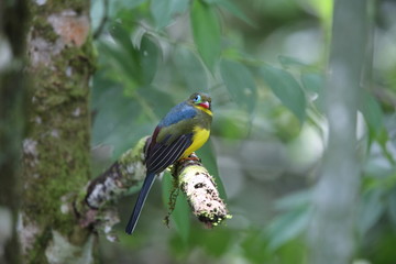 Sumatran trogon (Apalharpactes mackloti) in Sumatra,Indonesia