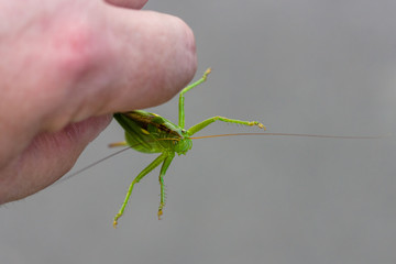 Hands hold a large locust. Close-up.