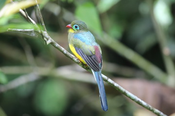 Sumatran trogon (Apalharpactes mackloti) in Sumatra,Indonesia