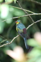 Sumatran trogon (Apalharpactes mackloti) in Sumatra,Indonesia
