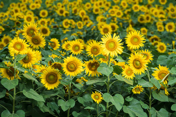 Obraz premium ひまわり畑