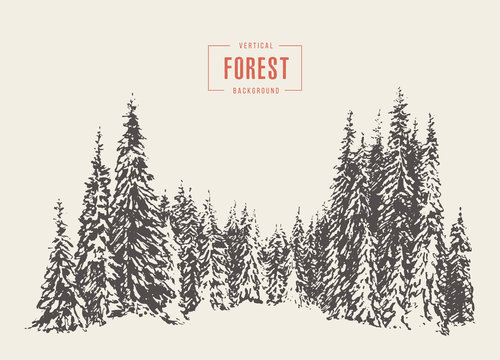 Pine forest vector illustration hand drawn, sketch