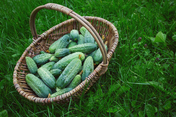 cucumbers in a basket on green grass