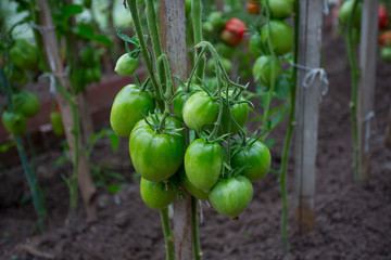 tomatoes in a glass house