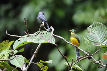 Sumatran trogon (Apalharpactes mackloti) in Sumatra,Indonesia
