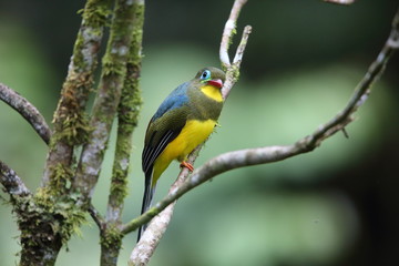 Sumatran trogon (Apalharpactes mackloti) in Sumatra,Indonesia