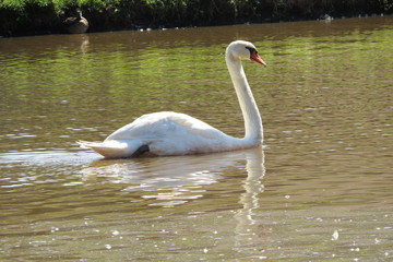 Swan