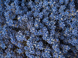 dried lavender flowers in a bucket