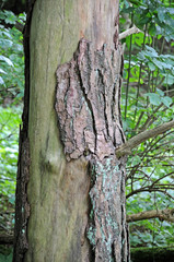 Fichtenstamm mit abgeplatzter Rinde