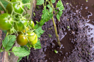 Flooded tomatoe plants in the garden