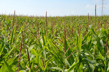 Fototapeta premium Corn field, the maize is not ready for harvest yet.