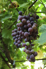 The ripening grapes in the garden in the summer