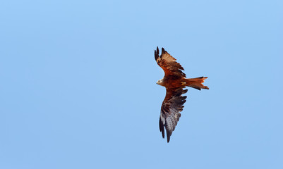 Milan royal en Corse