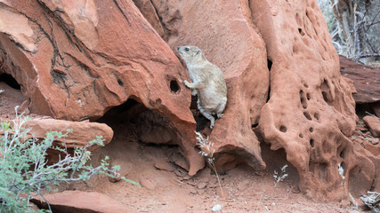 Twyfelfontein, Namibia, Africa