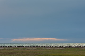 flock of birds on sandy beach at sunset
