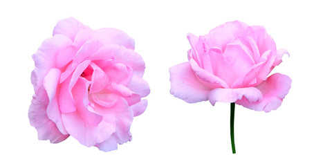 Fototapeta premium Two pink roses isolated on white background with clipping path.