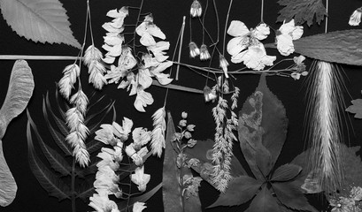A set of pressed wild