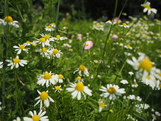 Obraz premium Wildblumenwiese mit Kamille