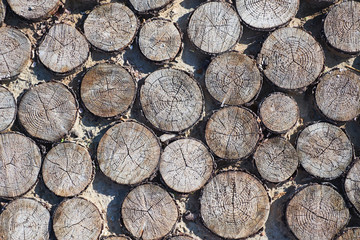 Path from the spits of a tree, background jpg