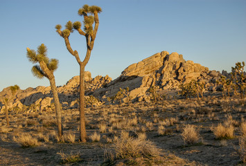 Joshua Tree National Park in the morning