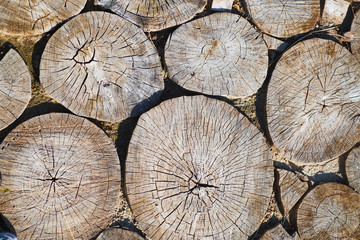 Path from the spits of a tree, background jpg