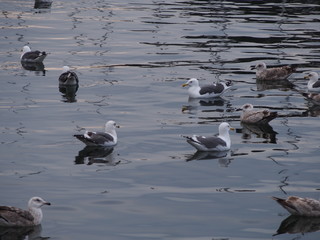 A group of seagulls2